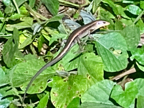 Eutropis multifasciata