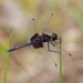 Ornate Pennant - Photo (c) Jim Johnson, some rights reserved (CC BY-NC-ND), uploaded by Jim Johnson