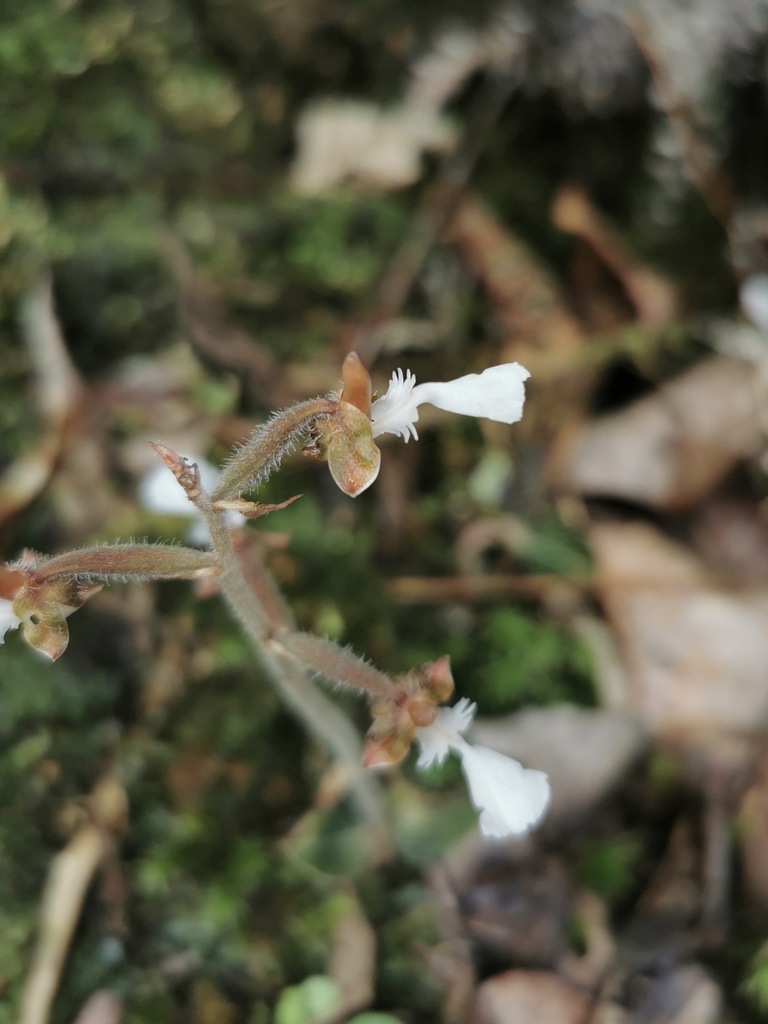 Anoectochilus longilobus