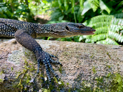 Turquoise Monitor photo 1