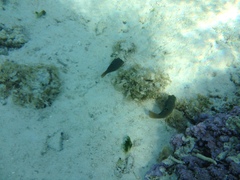 Canthigaster solandri