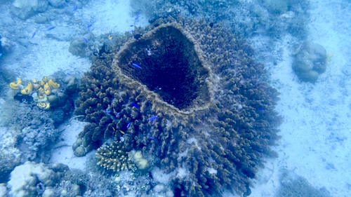 Barrel Sponge