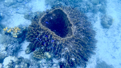 Barrel Sponge