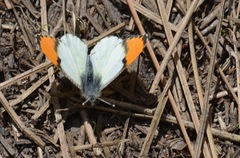 Anthocharis julia sulfuris