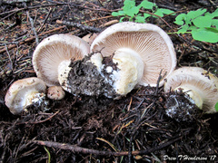 Cortinarius verrucisporus