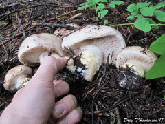 Cortinarius verrucisporus