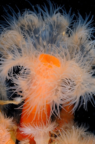 Plumose Anemone