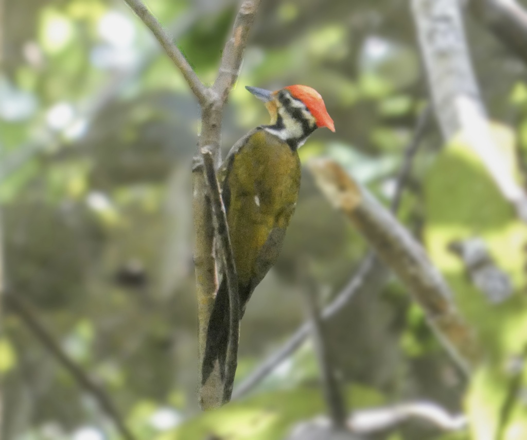 Pelatuk raffles (Gecinulus rafflesii)
