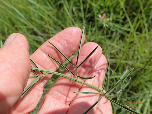 Image of Indigastrum fastigiatum by no rights reserved