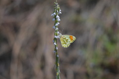 Anthocharis julia sulfuris