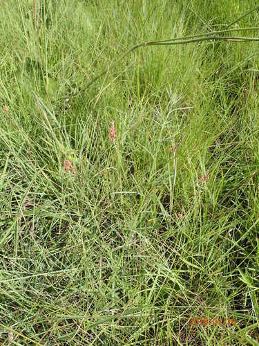 Image of Indigastrum fastigiatum by no rights reserved