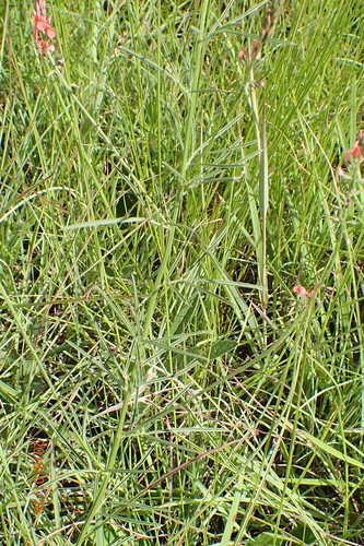 Image of Indigastrum fastigiatum by no rights reserved