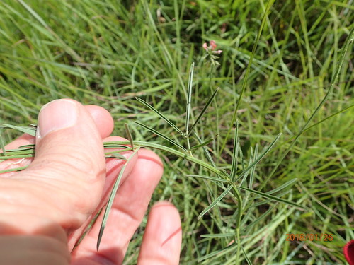Image of Indigastrum fastigiatum by no rights reserved