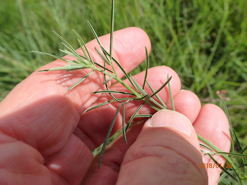 Image of Indigastrum fastigiatum by no rights reserved