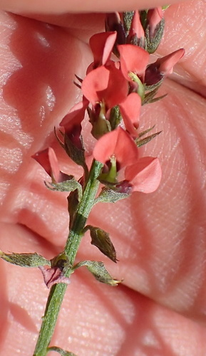 Slender Indigo (Indigastrum fastigiatum)
