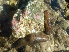 Isostichopus macroparentheses