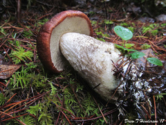 Leccinum manzanitae