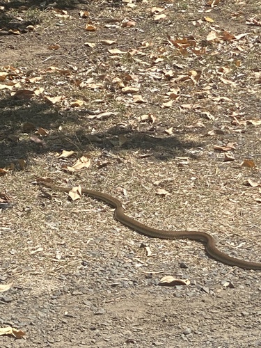 Eastern Brown Snake sighting