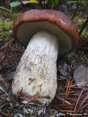 Leccinum manzanitae
