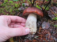 Leccinum manzanitae
