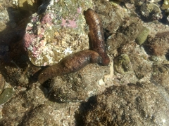 Isostichopus macroparentheses