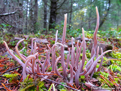 Alloclavaria purpurea