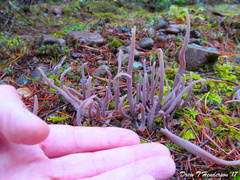 Alloclavaria purpurea