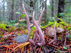 Alloclavaria purpurea