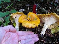 Cantharellus cascadensis