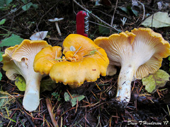 Cantharellus cascadensis