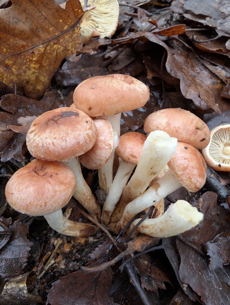Hypholoma lateritium · December 2025 · photo: © denispeace (iNaturalist, cc0)