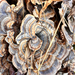 turkey-tail from David English Trail, Newark, DE, US on November 28, 2025 at 12:01 PM by Meghan Cassidy