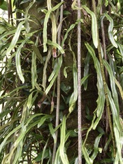 Pyrrosia longifolia