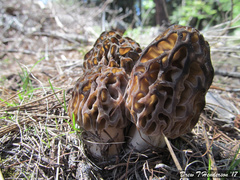 Morchella snyderi