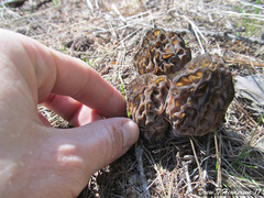 Morchella snyderi