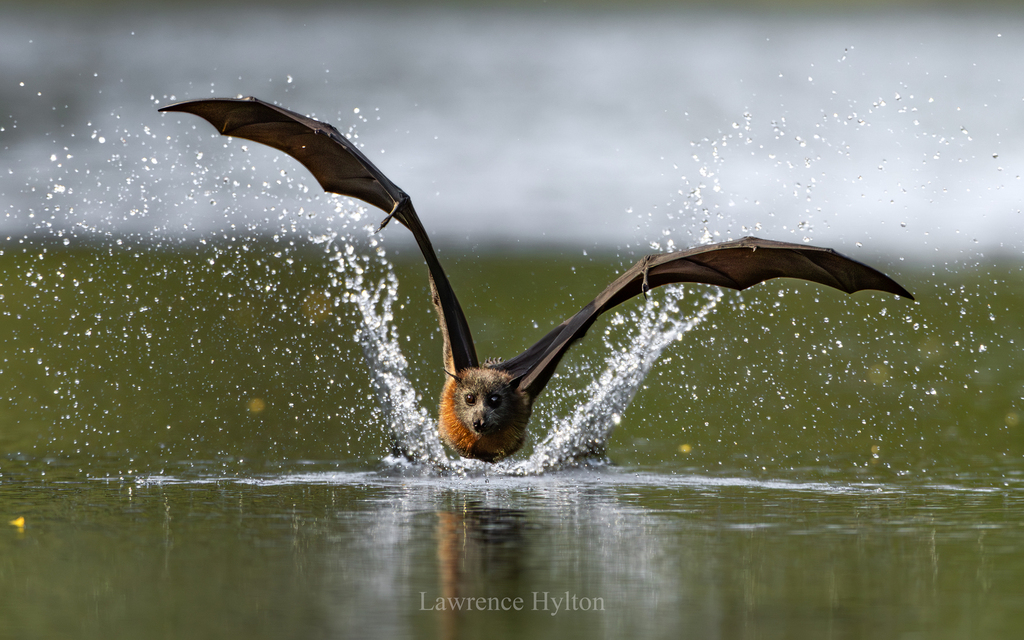 Grey-headed Flying Fox
