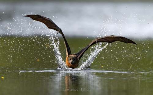 Gray-headed Flying Fox (Pteropus poliocephalus)