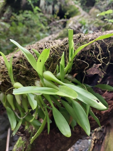 Tapered Sphinx Orchid (Liparis condylobulbon)