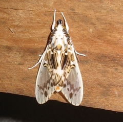 Idalus intermedia