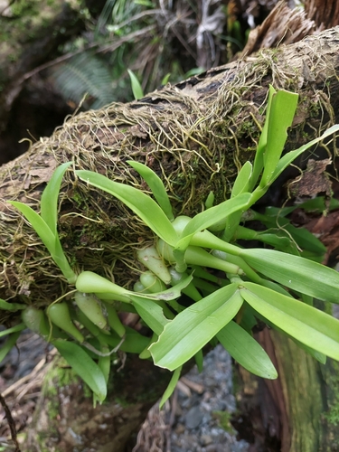 Liparis condylobulbon, photograph 2
