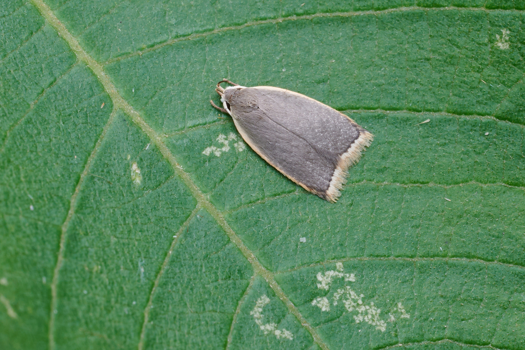 Scythropiodes barbellatus
