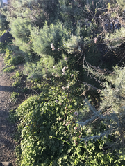 Eriogonum latifolium