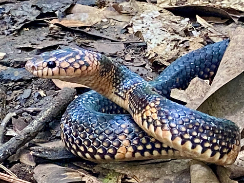 Batjan Frog-eating Snake