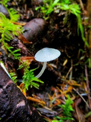 Mycena amicta