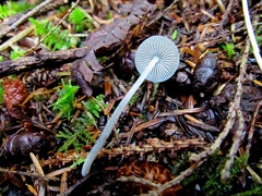 Mycena amicta