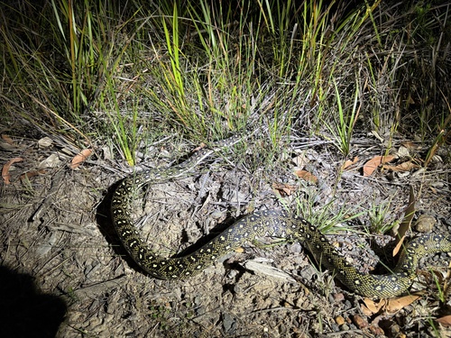 Diamond Python sighting