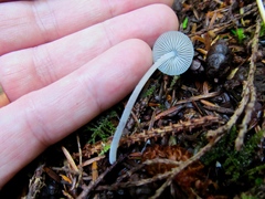 Mycena amicta