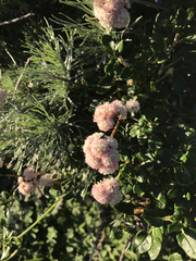 Eriogonum latifolium