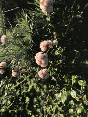 Eriogonum latifolium
