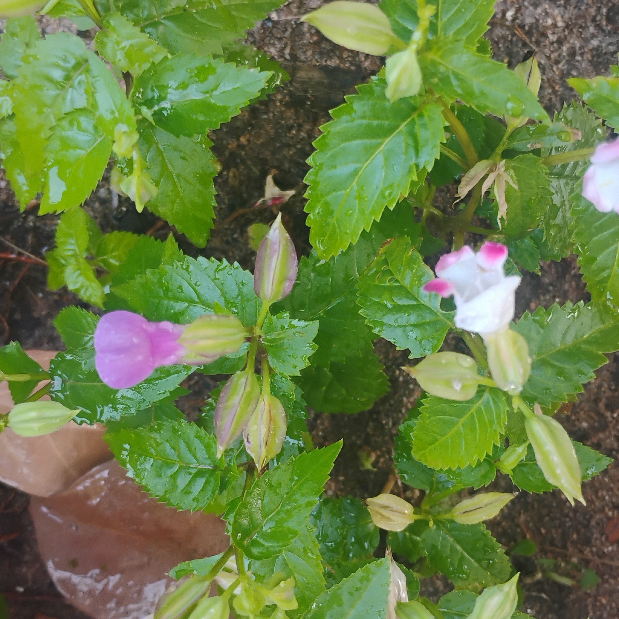 Torenia fournieri